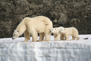 Female polar bear with yearlings