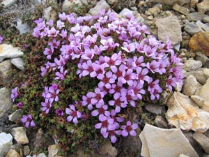 Purple saxifrage (Saxifraga oppositifolia)