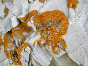 Elegant sunburst lichen (Xanthoria elegans)